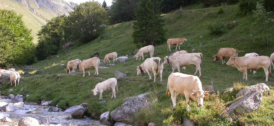Troupeau de vaches profitant de l&#039;herbe grasse - bareges hautes pyrenees