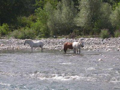 Chevaux sauvages